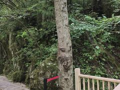-牛背梁国家森林公园