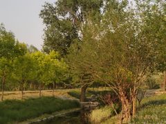 -东郊湿地公园
