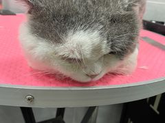 -宠福鑫康馨动物医院·骨科·眼科
