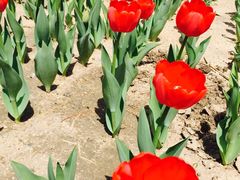 -长春公园(普阳街道)