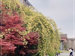 -Bamboo Today Cafe(国创园店)
