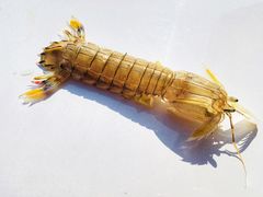 -盒马鲜生(大成店)