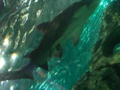 -悉尼海洋生物水族馆