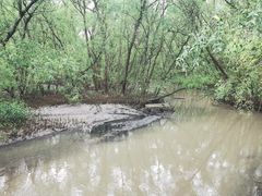 -大亚湾红树林城市湿地公园