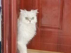 -宠颐生猫科·内科皮肤科(西平世纪城店)