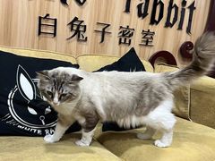 -白兔子密室(长寿路店)