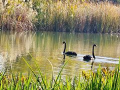 -养云安缦吧THE BAR