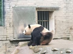-都江堰中华大熊猫苑