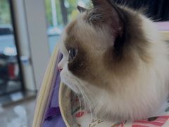 -贝康宠物医院·犬猫全科·小动物特色诊疗中心(东环路店)