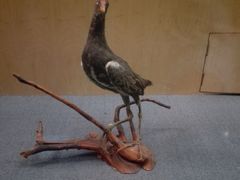 -陕西自然博物馆