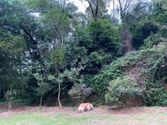 -南宁良凤江国家森林公园