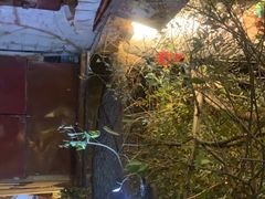 -古树酸奶(八廓南街店)