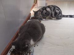 -猫和宫(六道口店)