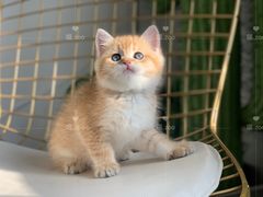 -喵zoo家庭繁育猫舍(尖东智能花园店)