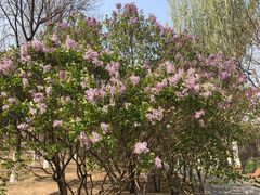 -大兴滨河森林公园