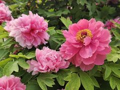 -洛阳市隋唐城遗址植物园