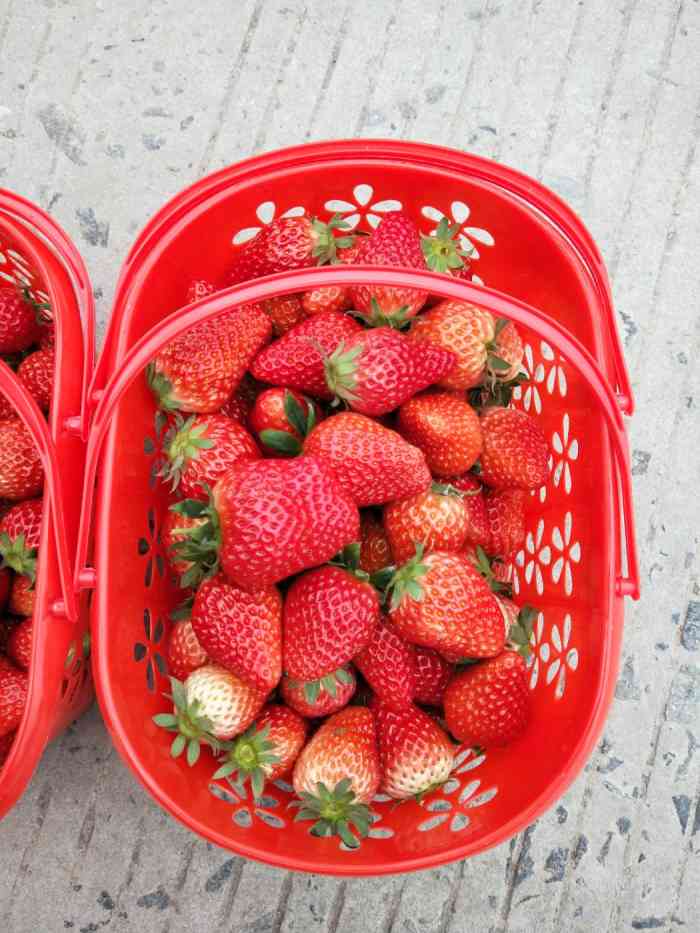 北塘草莓-"在现代园里,里面很大,环境也不错,除了草."-大众点评移动版