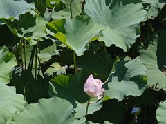 -七的湖·晚芳亭·阳澄湖农家菜·大闸蟹(莲花岛店)
