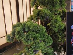 -桃夭日式料理(国信店)