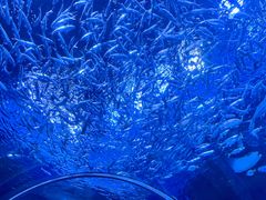 -海合安成都极地海洋公园