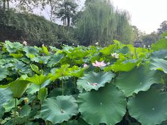 -桂湖森林公园