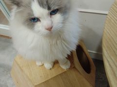 -楼上猫咖(罗湖店)