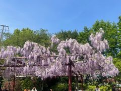 -嘉定紫藤园