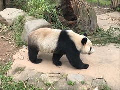 -都江堰中华大熊猫苑