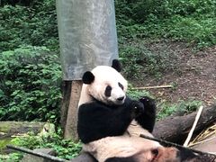 -都江堰中华大熊猫苑