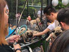 -汪说喵讲宠物乐园宠物酒店(红星美凯龙店)