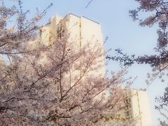 -高东镇樱花园