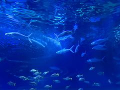 -海合安武汉极地海洋公园