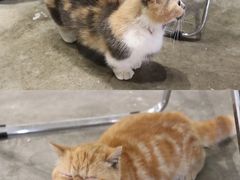 -浣熊柯尔鸭土拨鼠·电玩咖