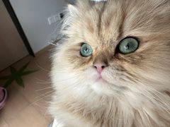-喵zoo家庭繁育猫舍(尖东智能花园店)