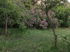 -群力丁香公园