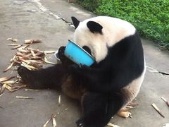 -西安秦岭野生动物园