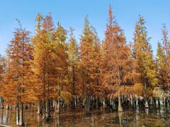 -白鹭湾湿地公园