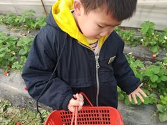 -喜杨洋草莓采摘园