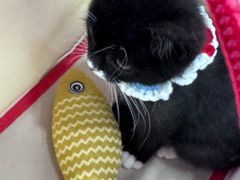 -纳吉亚猫专科动物诊疗中心(蒋宅口分院)