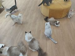 -1013 PET SHOP精品宠物商店(丁香店)