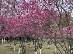 -月湖风景区