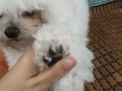 -佳雯宠物医院·皮肤科·内外科(春晓路分院)