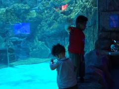 -芜湖新华联大白鲸海洋公园