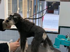 -南京宠物基地·宠物狗宠物猫售卖(南京店)