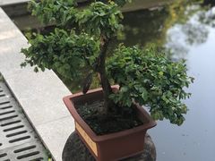 -上海醉白池公园