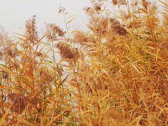 -野鸭湖国家湿地公园