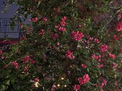 -MEDISN·药厂