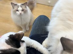 -有喵·猫咖·狗咖·30几只猫10只小狗(岗厦店)