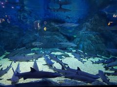 -烟台海昌鲸鲨海洋公园