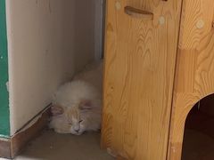 -藏猫猫咖啡主题馆(中央大道店)